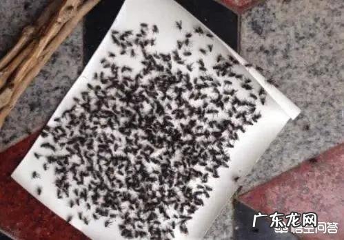 在农村惊蛰过后苍蝇就出来了,有什么办法可以把苍蝇提前消灭吗?