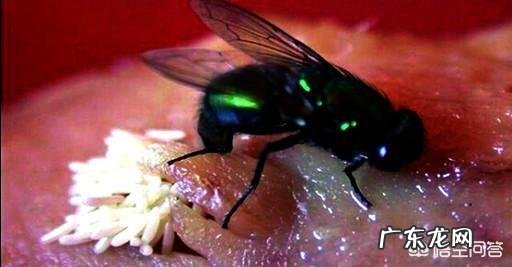 在农村惊蛰过后苍蝇就出来了,有什么办法可以把苍蝇提前消灭吗?