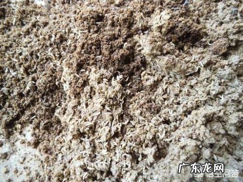 在农村惊蛰过后苍蝇就出来了,有什么办法可以把苍蝇提前消灭吗?