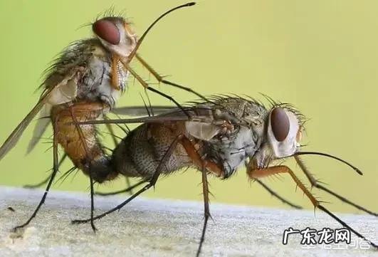 在农村惊蛰过后苍蝇就出来了,有什么办法可以把苍蝇提前消灭吗?