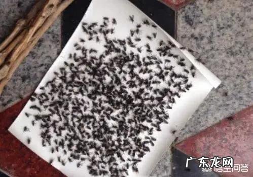 在农村惊蛰过后苍蝇就出来了,有什么办法可以把苍蝇提前消灭吗?