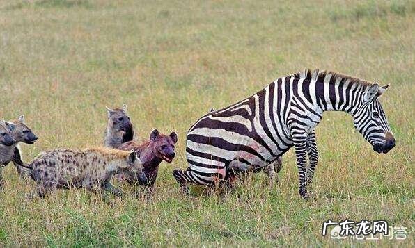 如果斑马纹是一种保护色，不会太醒目了吗？