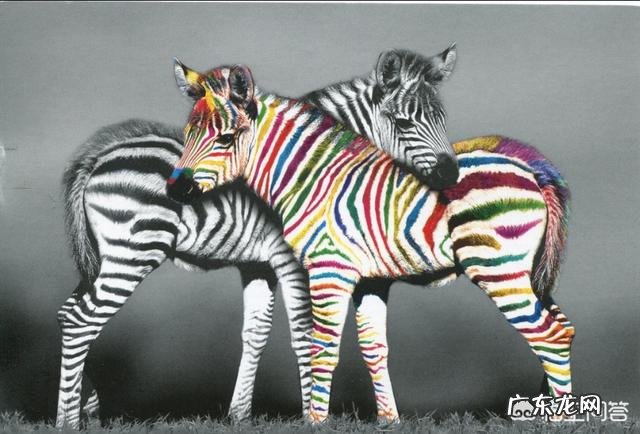 如果斑马纹是一种保护色，不会太醒目了吗？