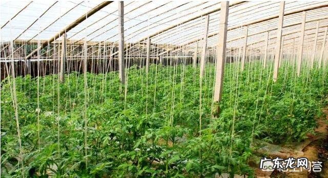 寒冷冬季，怎样预防大棚蔬菜低温冻害？