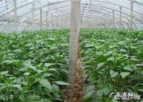 寒冷冬季,怎样预防大棚蔬菜低温冻害?