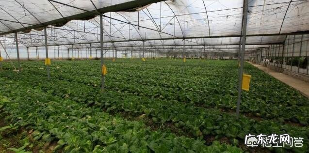 寒冷冬季,怎样预防大棚蔬菜低温冻害?