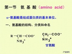 酸性氨基酸有哪些?