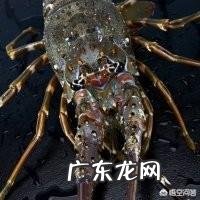 你们知道都有哪些海鲜种类吗?
