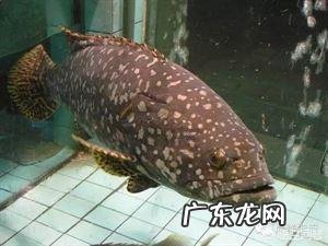 你们知道都有哪些海鲜种类吗?