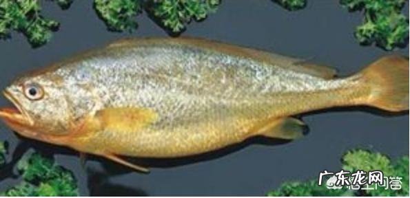 你们知道都有哪些海鲜种类吗?