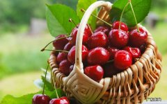 车厘子吃多了会怎样