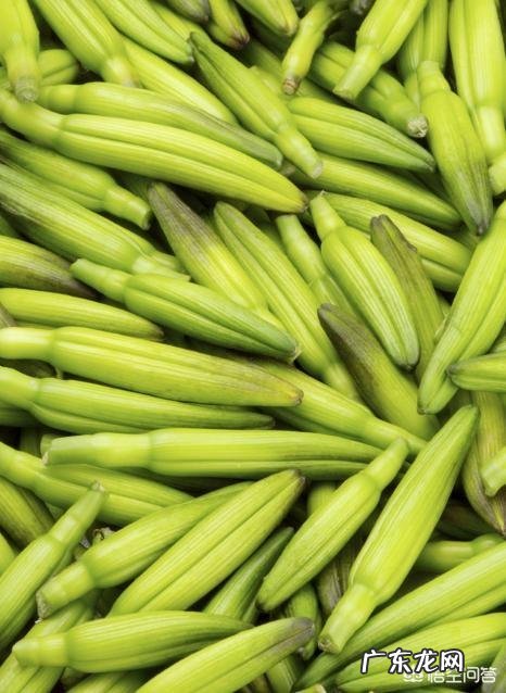 黄花菜可以鲜着吃吗?