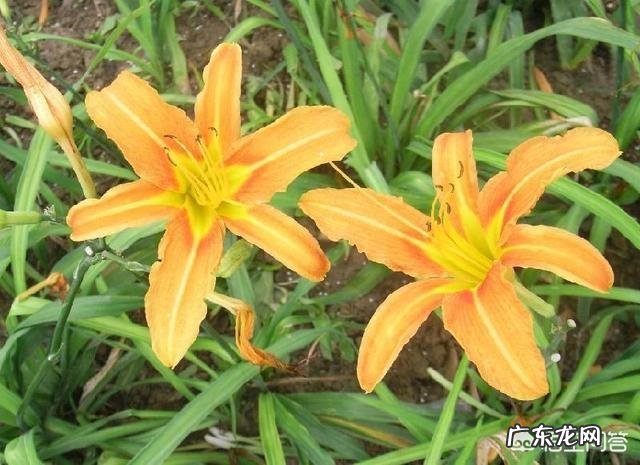 黄花菜可以鲜着吃吗?