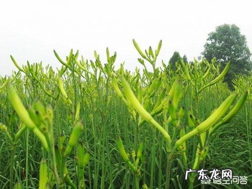 黄花菜可以鲜着吃吗?