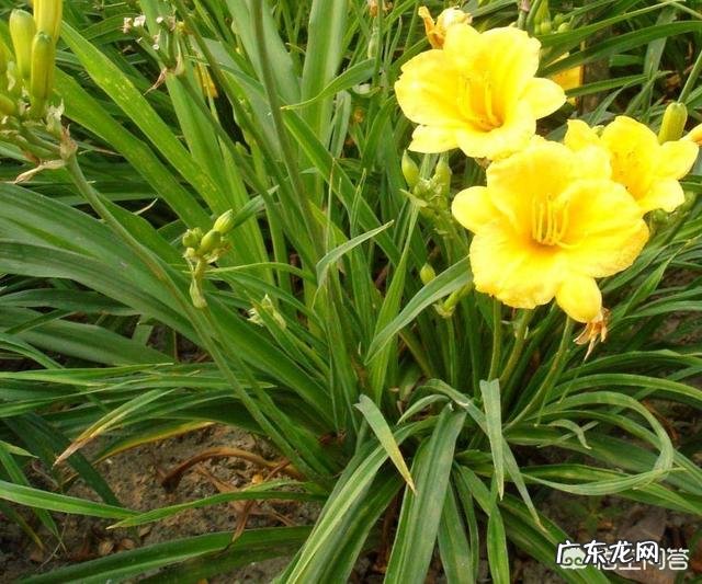 黄花菜可以鲜着吃吗?