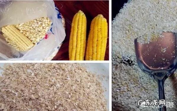 用玉米粒能钓鱼吗?