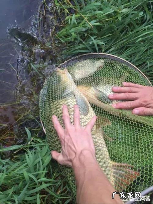 用玉米粒能钓鱼吗?