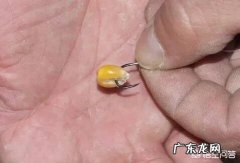用玉米粒能钓鱼吗？