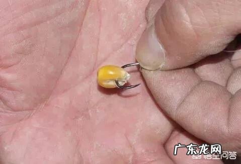 用玉米粒能钓鱼吗?