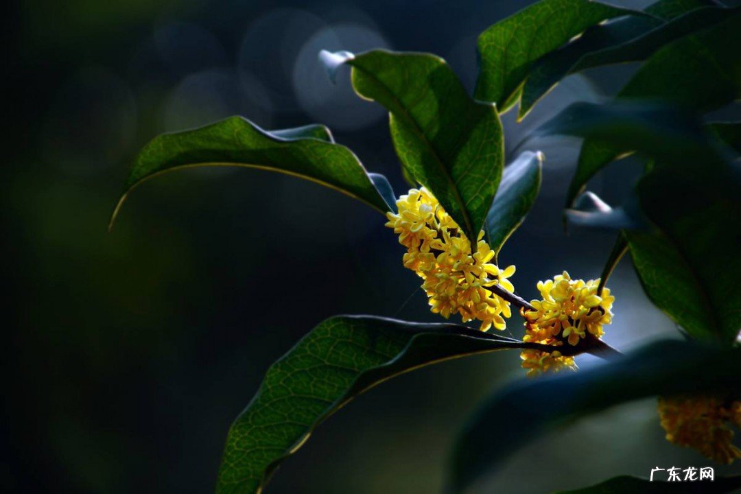 赞美八月桂花香的句子