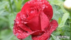 农村种植玫瑰花有前途吗？