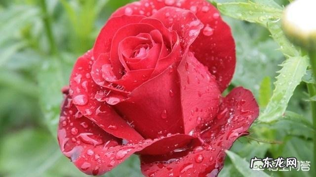 农村种植玫瑰花有前途吗?