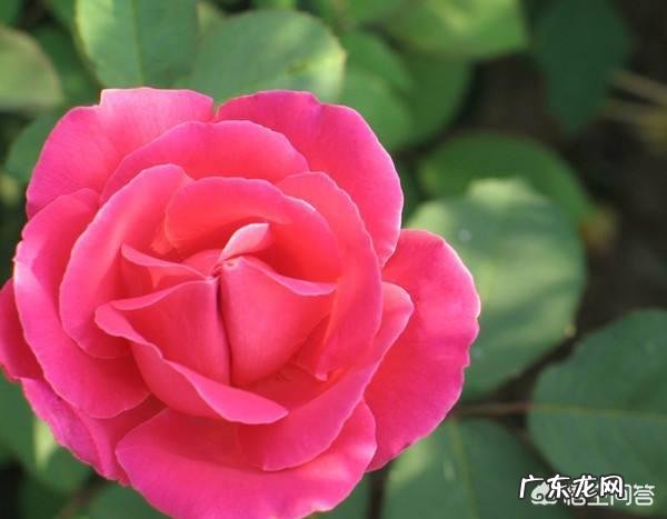 农村种植玫瑰花有前途吗?