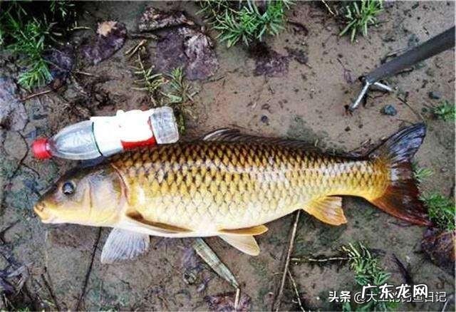 水草茂盛的地方钓鲤鱼用什么饵料好?