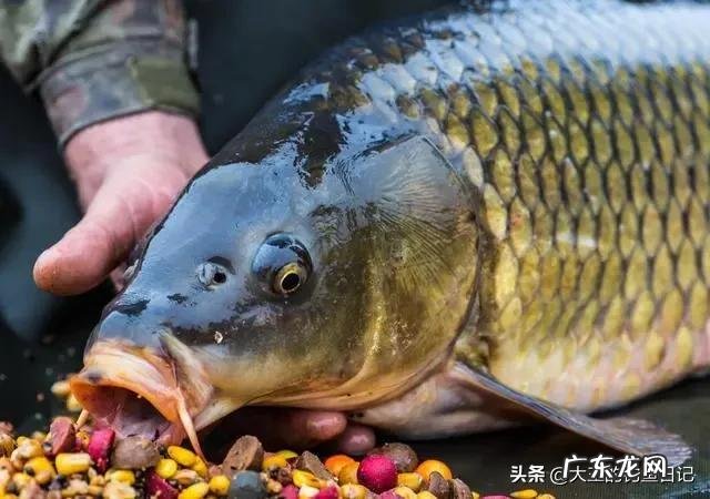 水草茂盛的地方钓鲤鱼用什么饵料好?