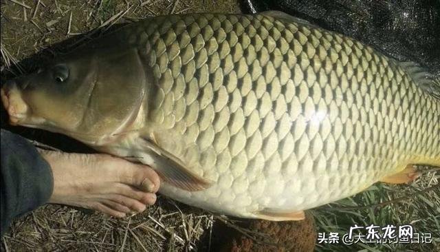 水草茂盛的地方钓鲤鱼用什么饵料好？