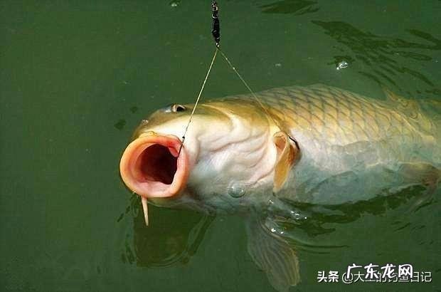 水草茂盛的地方钓鲤鱼用什么饵料好?