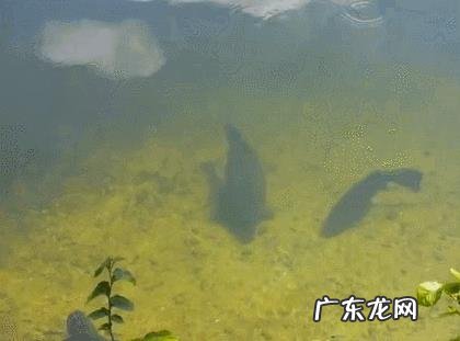 水草茂盛的地方钓鲤鱼用什么饵料好?