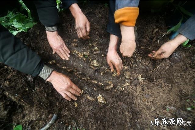 天麻什么时候种植？怎么种植？