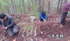 天麻什么时候种植？怎么种植？
