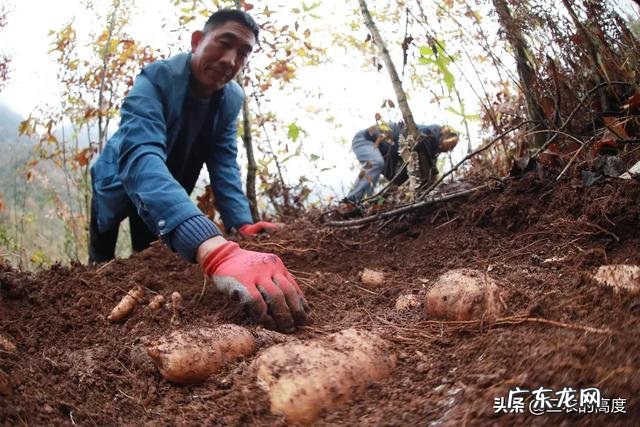 天麻什么时候种植?怎么种植?