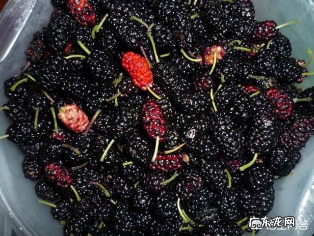 桑葚的功效与作用有哪些?