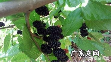 桑葚的功效与作用有哪些?