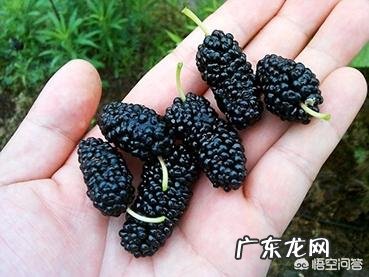 桑葚的功效与作用有哪些?