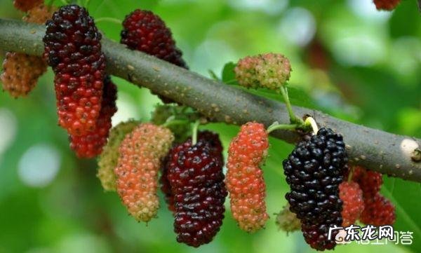 桑葚的功效与作用有哪些?