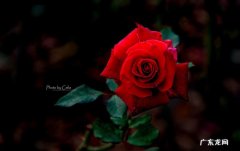 19朵红玫瑰花语是什么