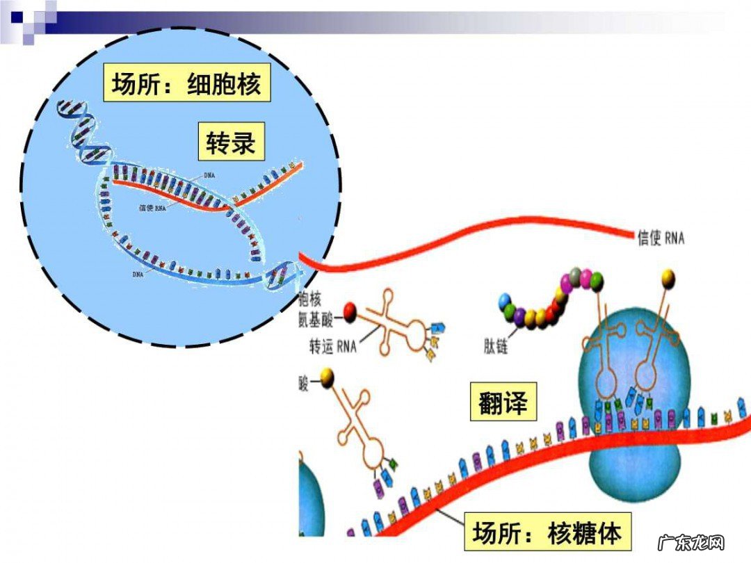 起始密码子位置