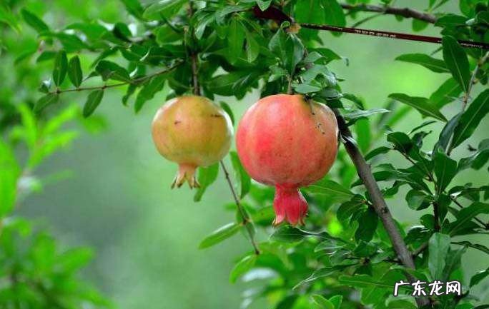 有关石榴优美的句子