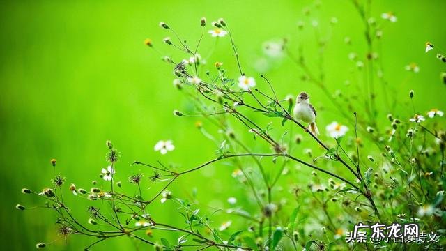 能超过“不知细叶谁裁出,二月春风似剪刀”这样描述春天来了的诗句有什么?