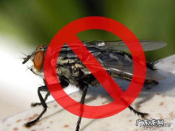 怎么灭苍蝇?