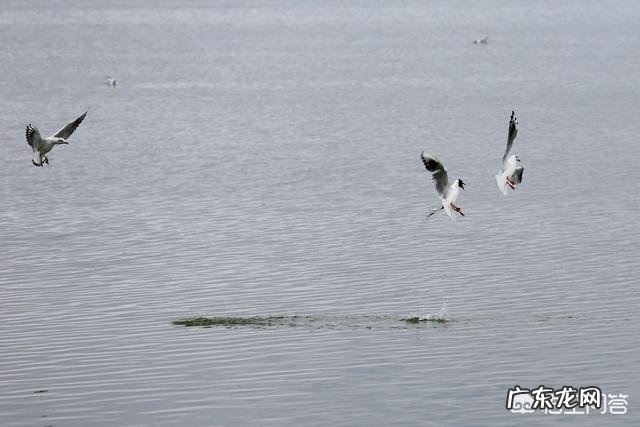 如何评价洛阳无性别公厕隔断被钻孔这件事?