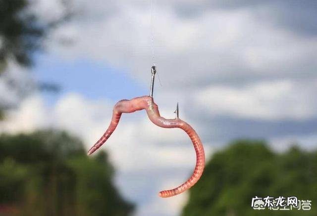 哪位大神告诉我钓鲤鱼用什么饵好?