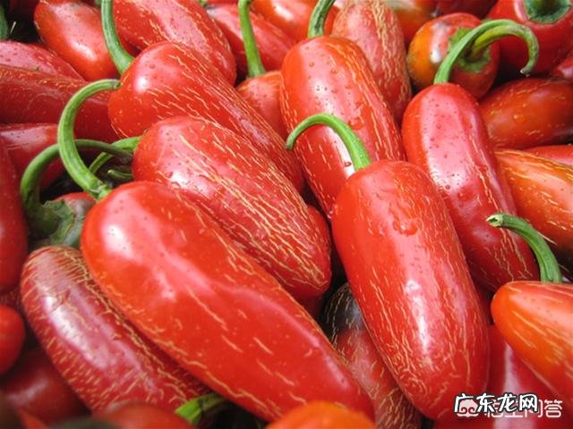 在辣椒还没有传入中国的时候，四川人就爱辣吗？