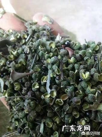 在辣椒还没有传入中国的时候，四川人就爱辣吗？