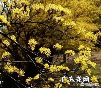 在辣椒还没有传入中国的时候，四川人就爱辣吗？