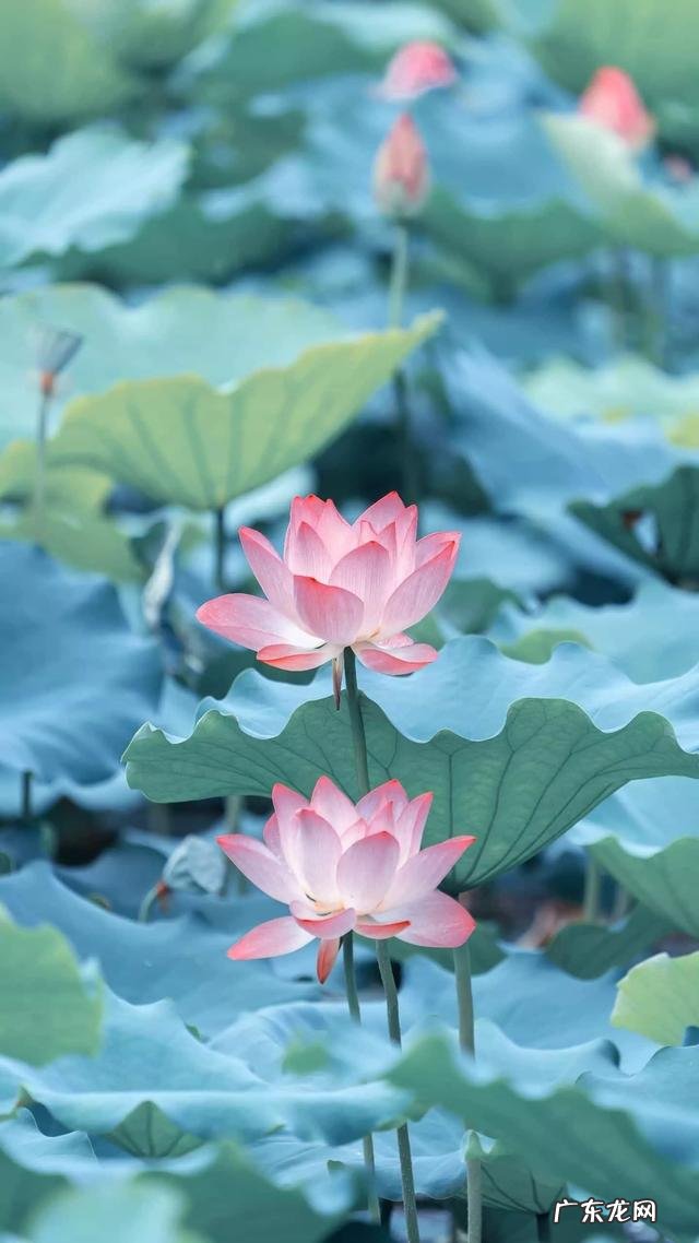 有哪些适合发朋友圈的新年祝福好句可以分享?